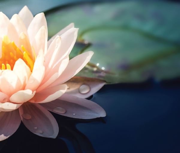 An Integrated U: Modulating Inflammation through Integrative Health Banner
